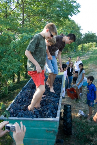 Viticulture...from vines to wine
